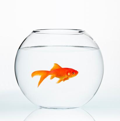 Goldfish swimming in a fish bowl. Goldfish has an 8-second attention span.